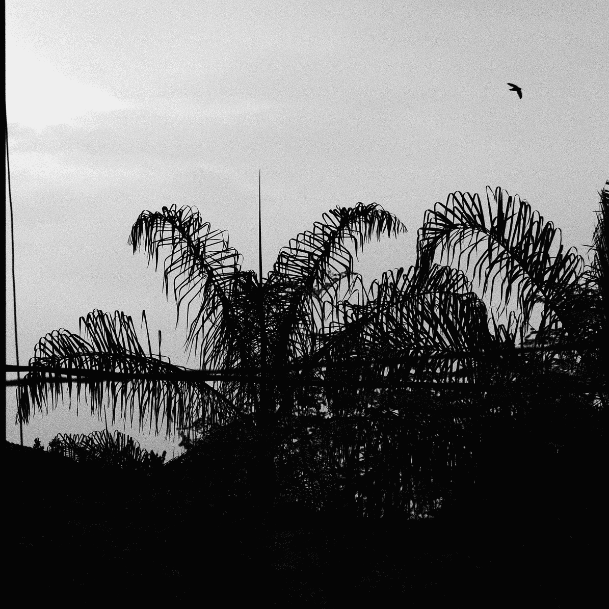 photography
