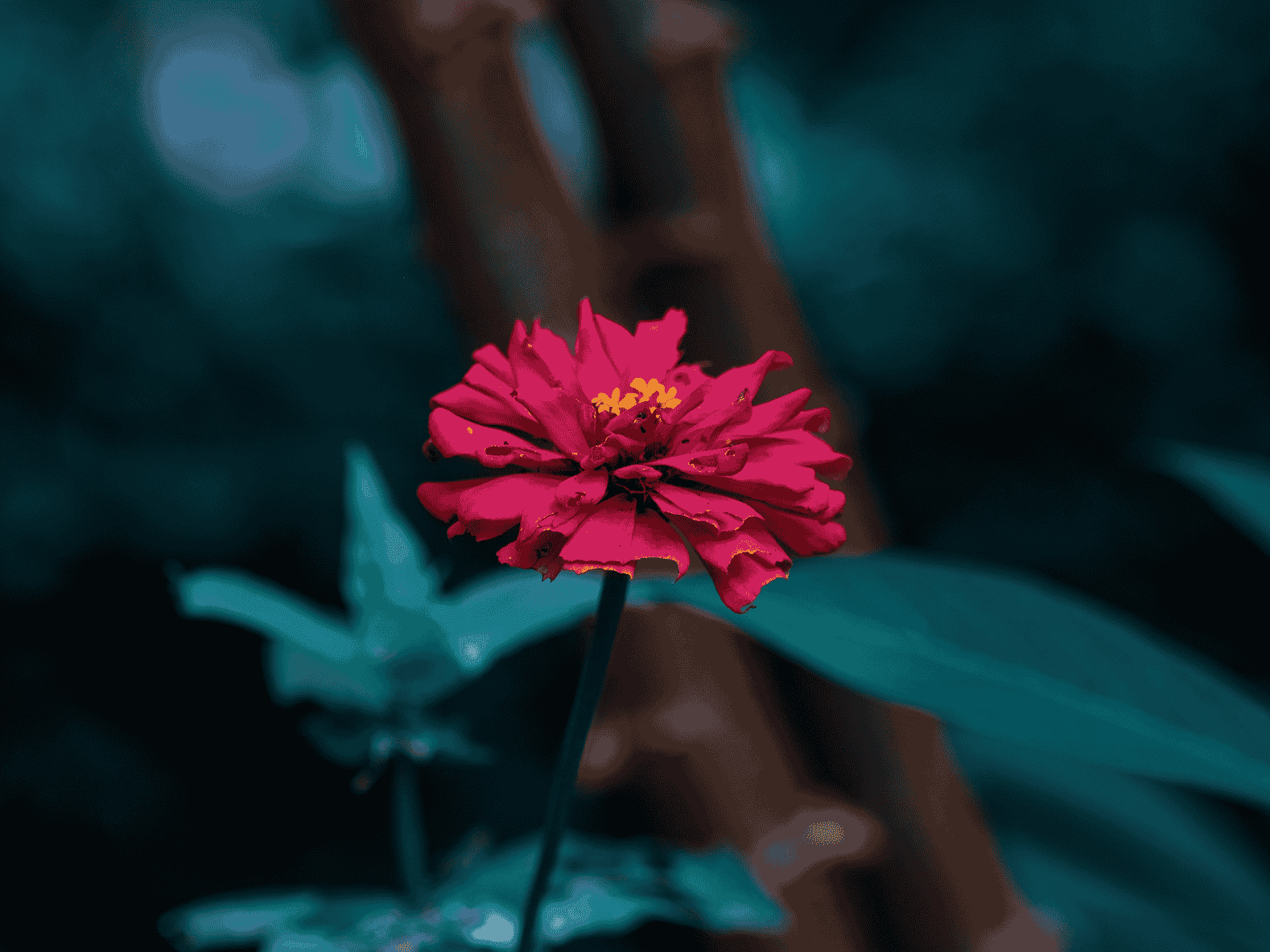 photography